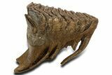 Fossil Woolly Mammoth Lower M Molar - Poland #337181-5